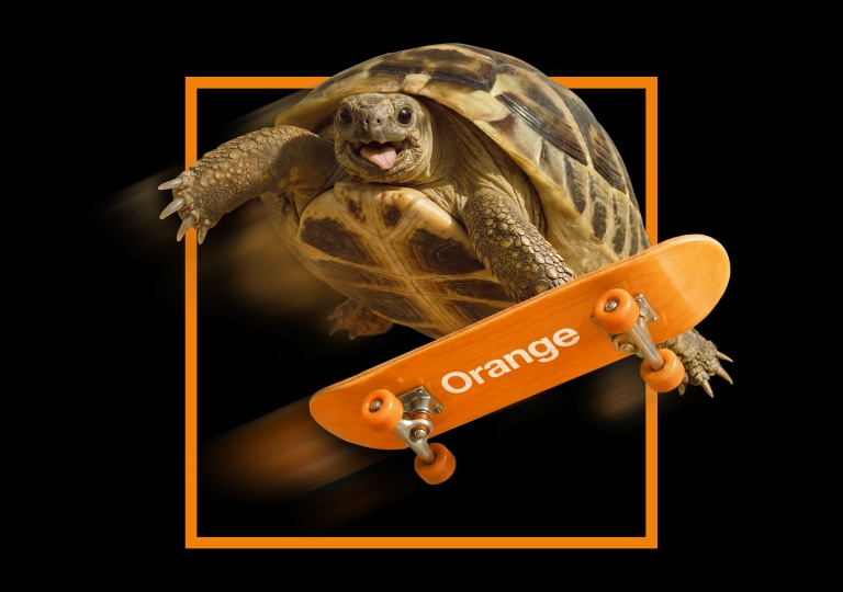 korytnačka na oranžovom skateboarde s nápisom Orange