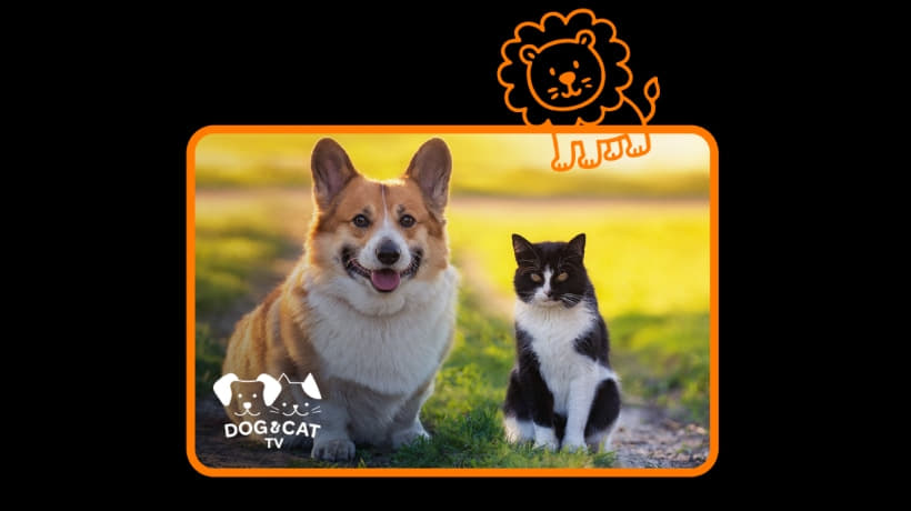 ilustračný obrázok k článku: Orange rozširuje TV ponuku: exkluzívny štart Dog & Cat TV na Slovensku, aj zaradenie BBC First a BBC Earth